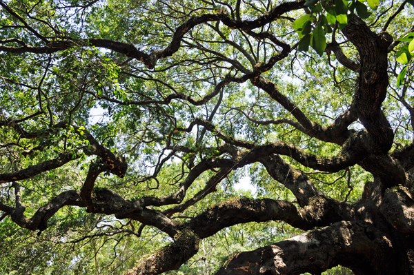 branches of the Angel Oak tree